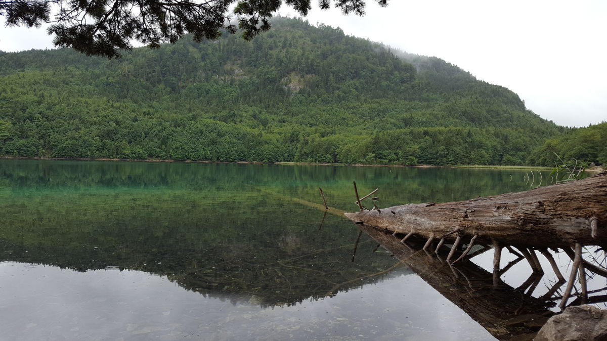 Der grün-türkise Alpsee mit Baumstamm