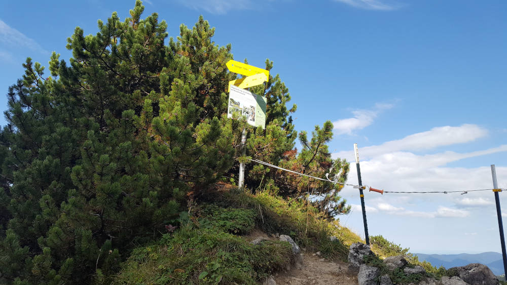 Rotöhrsattel Schilderbaum