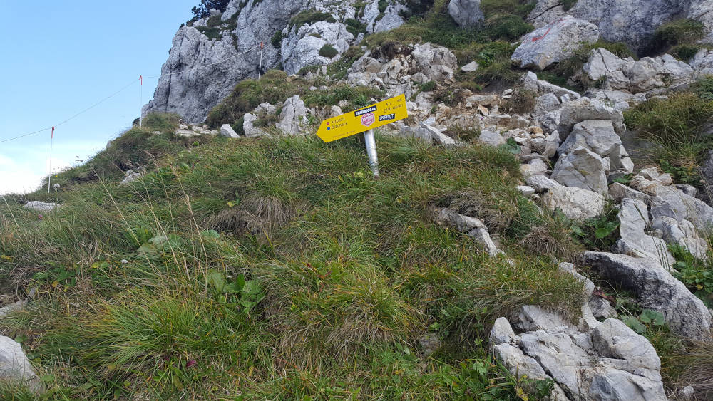 Rotöhrsattel Schilderbaum