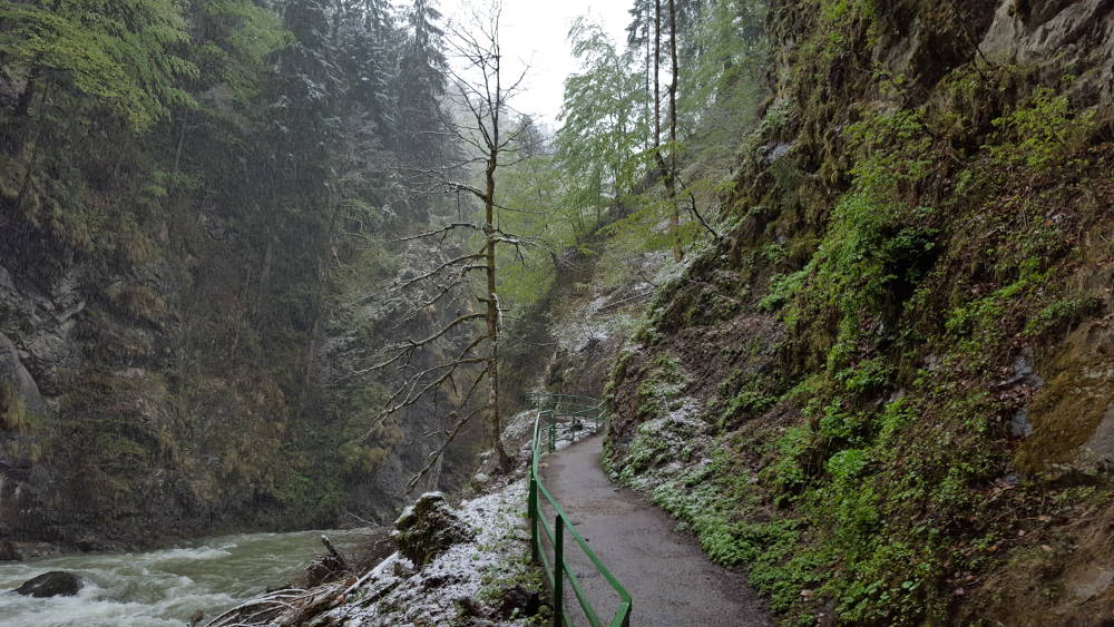Breitachklamm Weg mit Baum