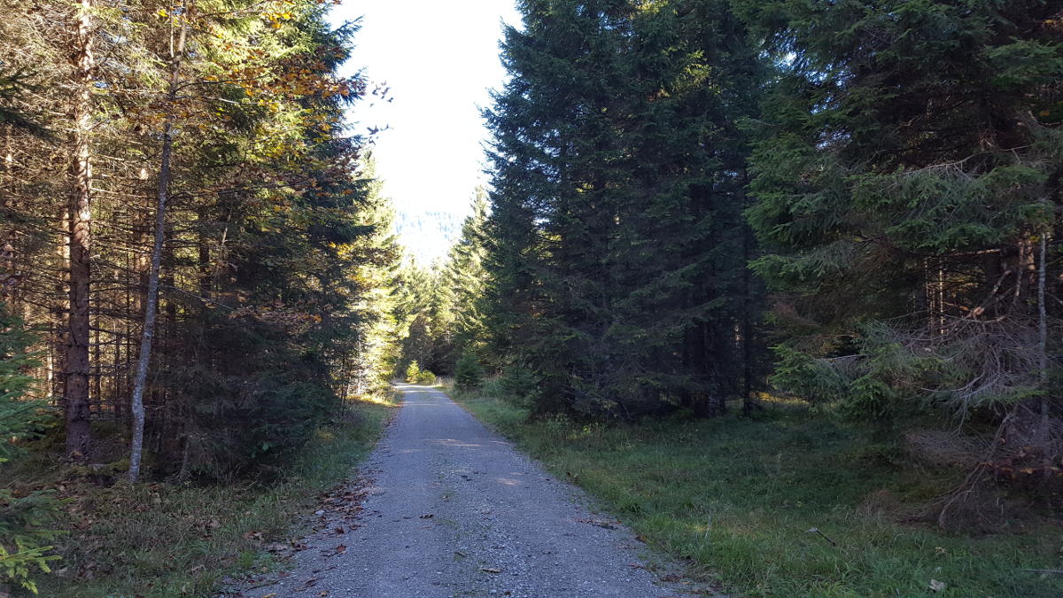 Ettal Fürstenweg Forststraße