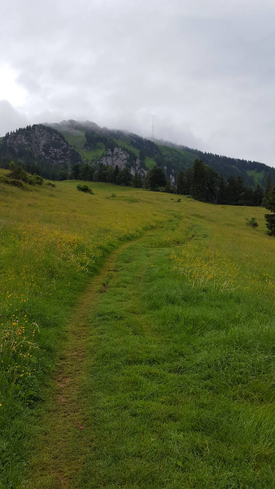 Wanderweg zum Grünten neben der Alpe Kammeregg