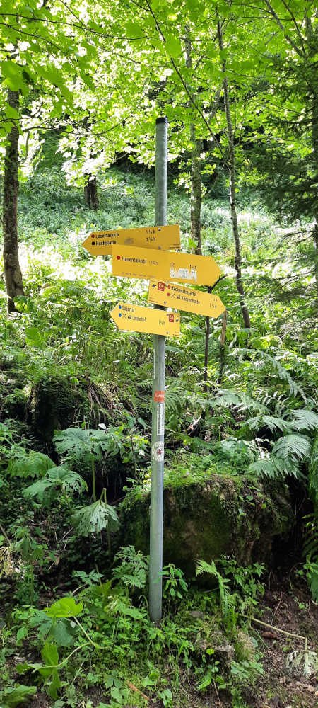 Schilderbaum auf dem Weg zum Hasentalkopf