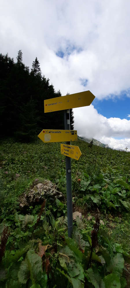 Schilderbaum auf dem Weg zum Hasentalkopf