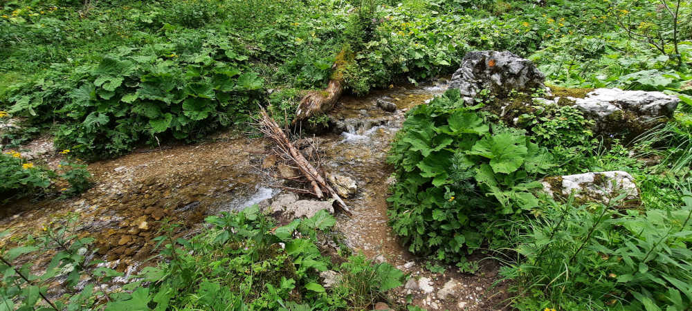 Bachlauf auf dem Wanderweg zum Hasentalkopf