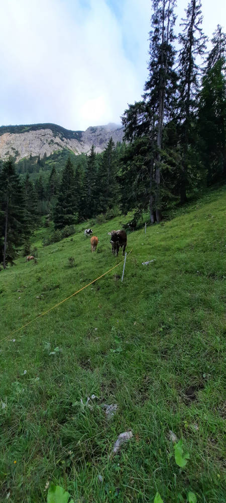 Kühe auf dem Wanderweg durch das Lösertal