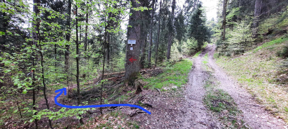 Schilderbaum auf dem Wanderweg zu Hohe Kisten