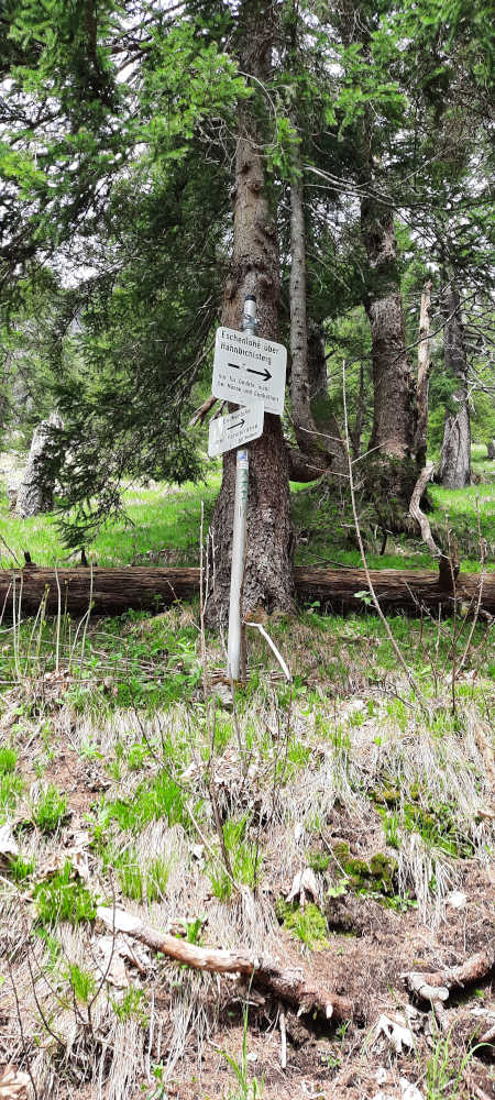 Schilderbaum auf dem Wanderweg zu Hohe Kisten