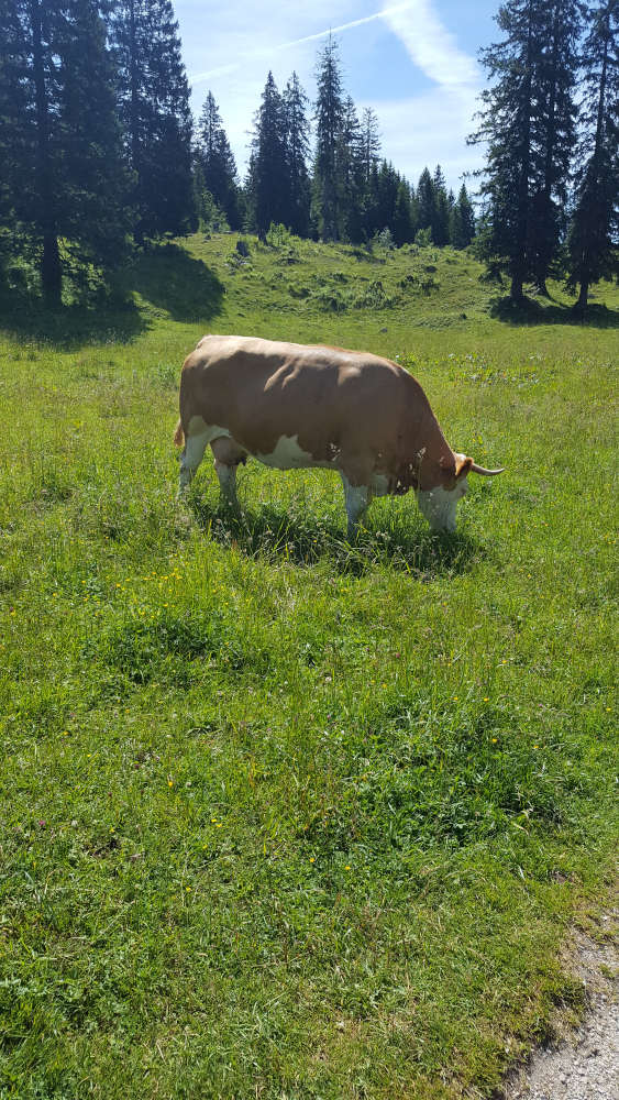 Kuh hinter der Kührointhütte