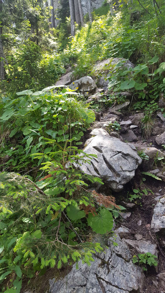 Wanderweg zum Mooslahnerkopf