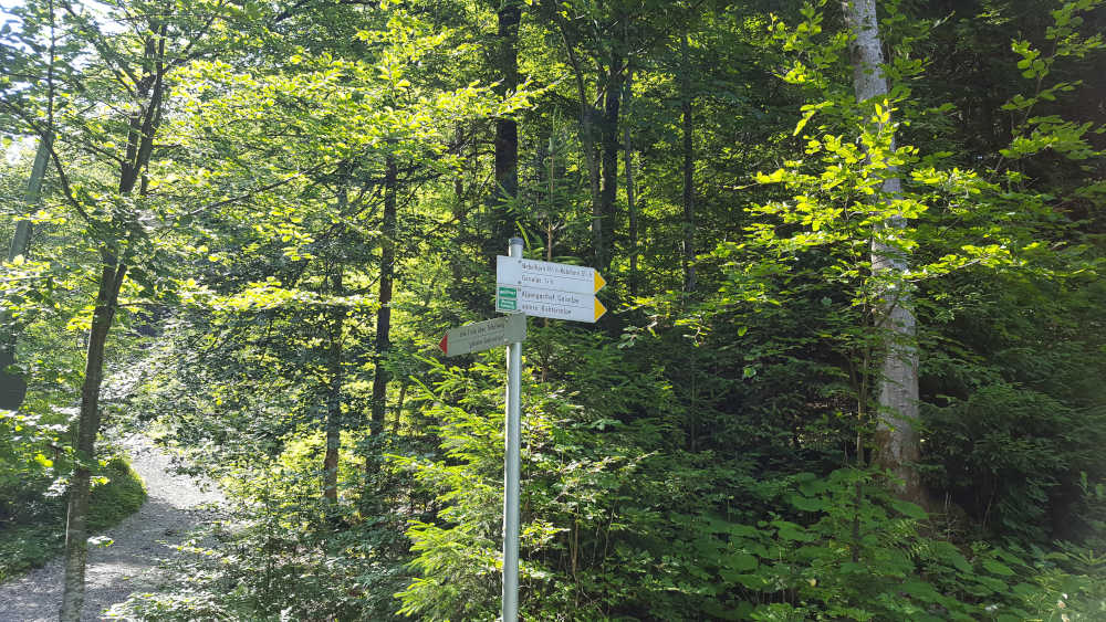 Schilderbaum bei der Gabelung zum Tobelweg