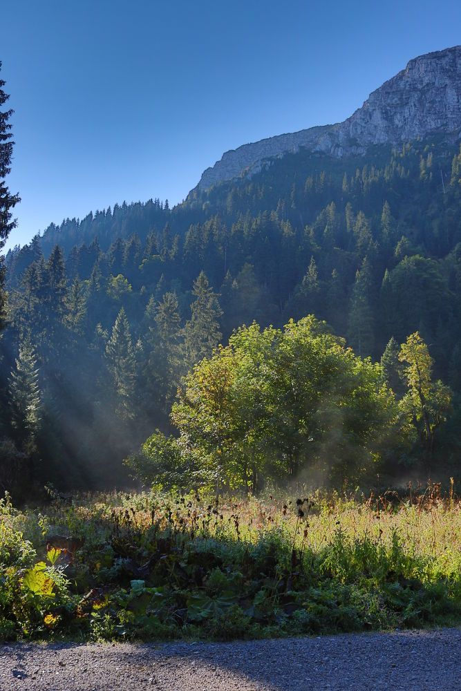 Säuling Wanderweg Lichtung