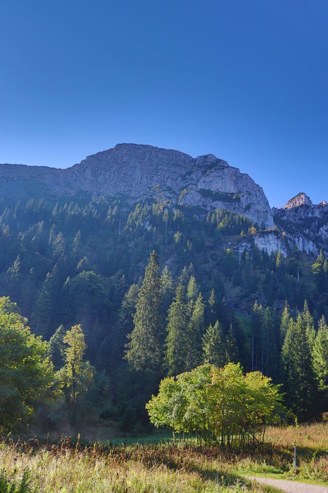 Säuling Wanderweg Lichtung
