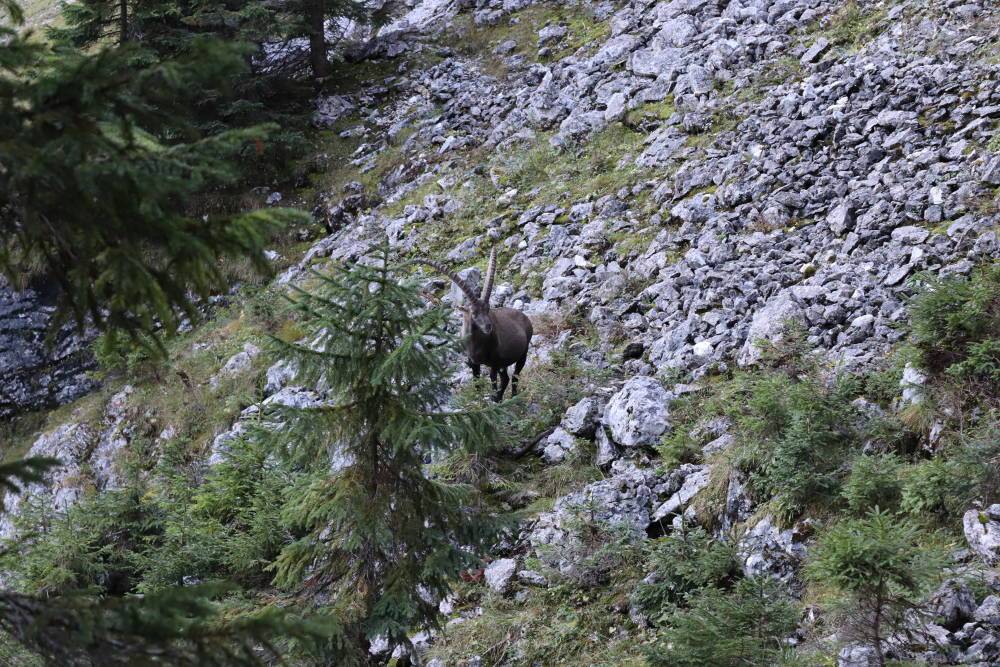 Säuling Wanderweg Steinbock