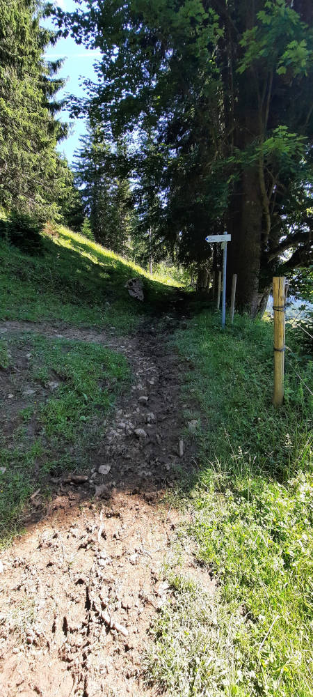 Schilderbaum auf dem Wanderweg zum Zinken